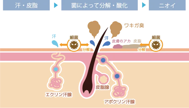< ワキのニオイが発生するメカニズム >